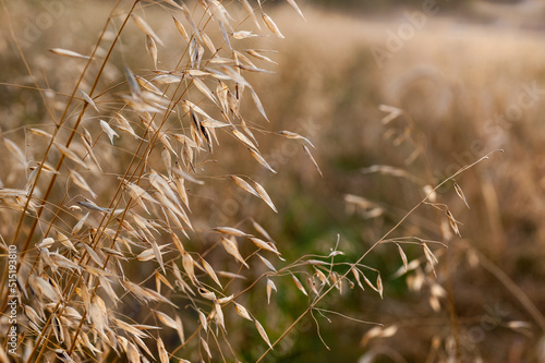 oats, ears of corn with seeds and a field of stalks, ready for harvesting.
