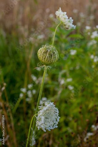 Daucus, carota, plant