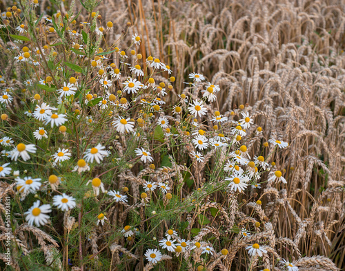 Summer banner chamomile and wheat, summer themed picture