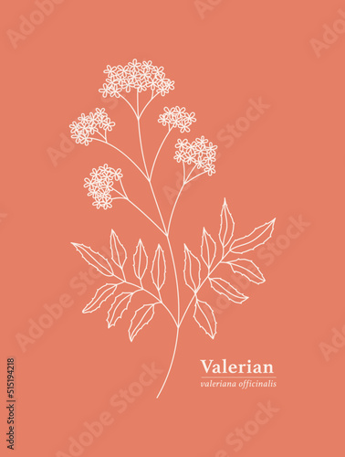 Hand drawn branch of Valerian. Herbal with Latin Name Valeriana Officinalis.