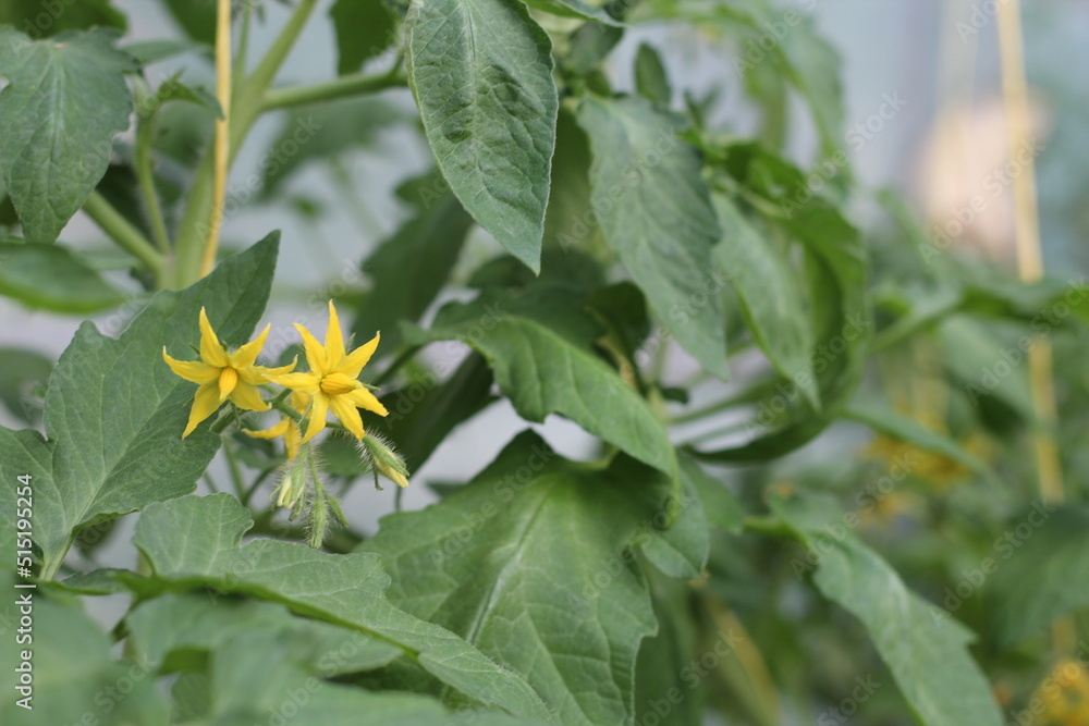 flowering stems of the tomato plant, tomato seedlings in the greenhouse flowering stems of the tomato plant, tomato seedlings in the greenhouse