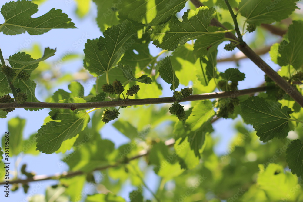 mulberry fruits, mulberries on a tree with green leaves