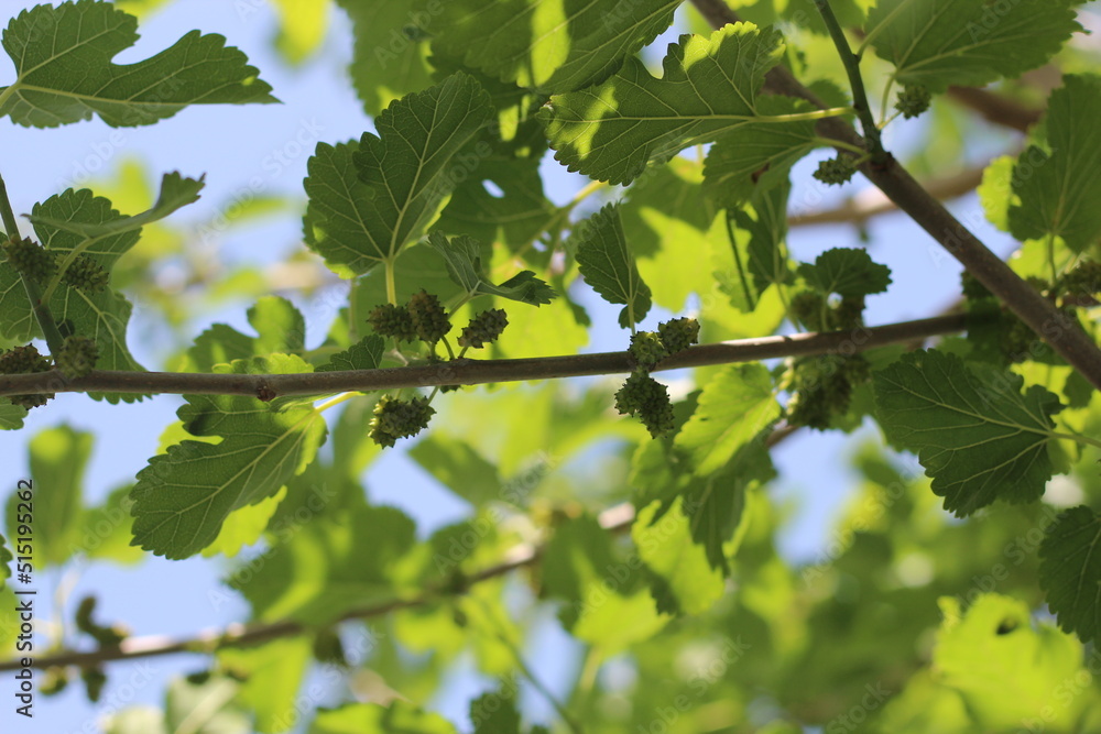 mulberry fruits, mulberries on a tree with green leaves mulberry fruits, mulberries on a tree with green leaves