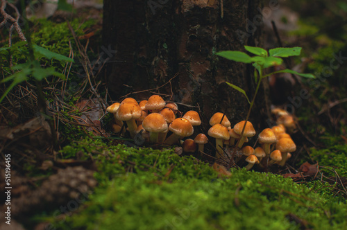Small fungus growing around the forest tree with moss mushrooms