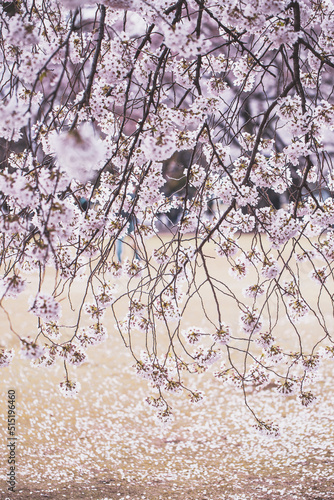 Wallpaper Mural Spring Cherry blossoms in Tokyo, Japan Torontodigital.ca
