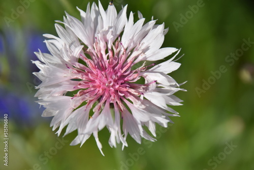 Flower bursting with pink