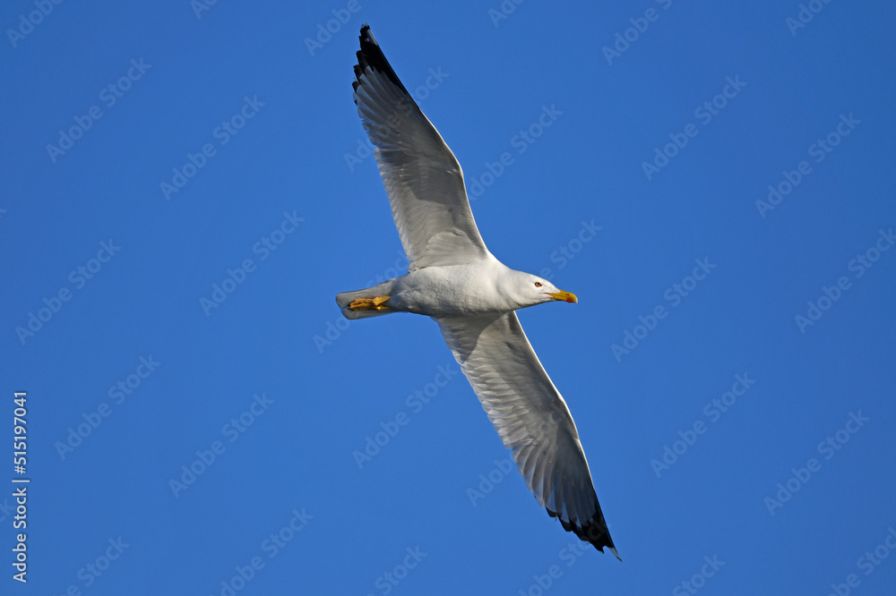Fototapeta premium Yellow-legged gull // Mittelmeermöwe (Larus michahellis) - Axios Delta, Greece
