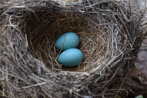 Blue Eggs In A Nest