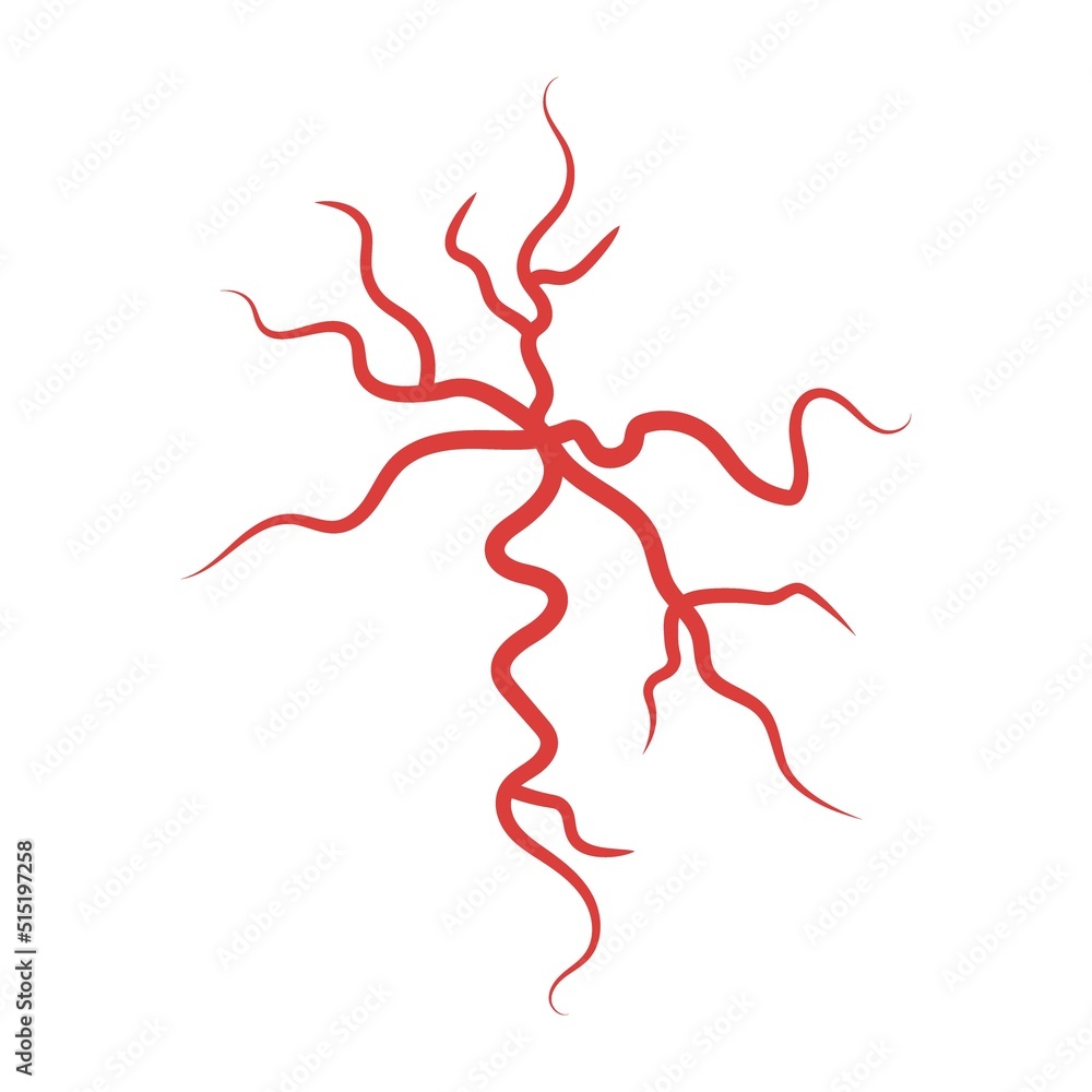 Red spider veins anatomy Stock Vector | Adobe Stock