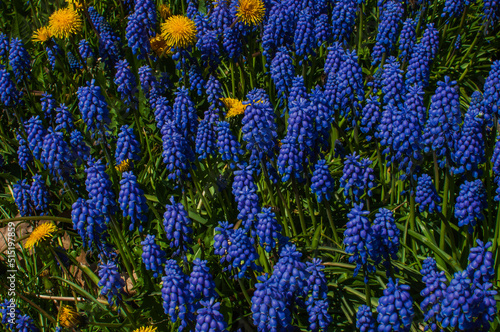 violet grape hyacinth with dandelions field meadow 