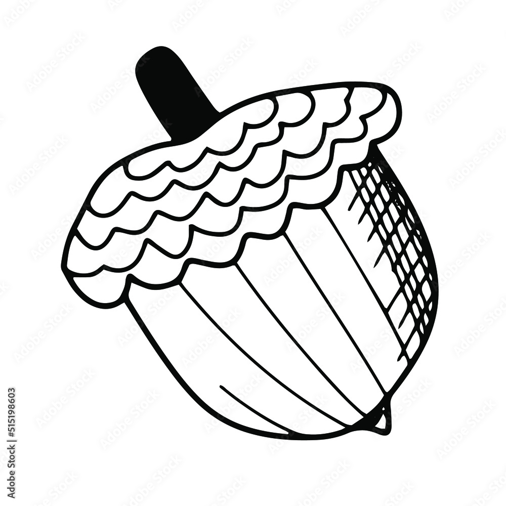 Oak acorn doodle vector illustration isolated on white background