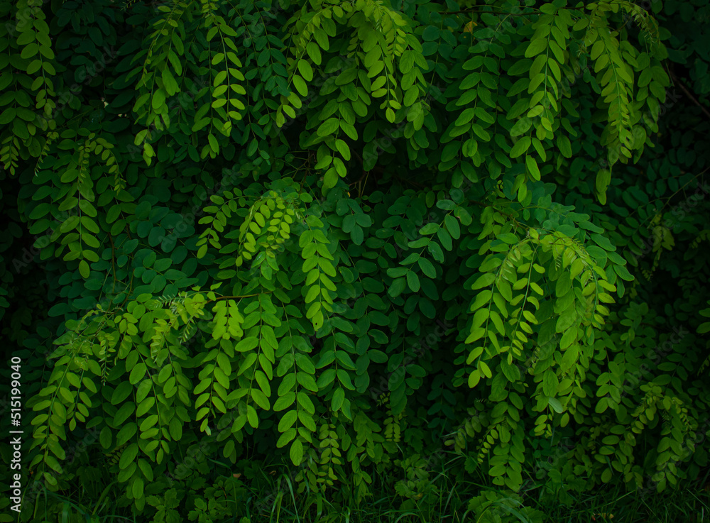 Green acacia leaves background