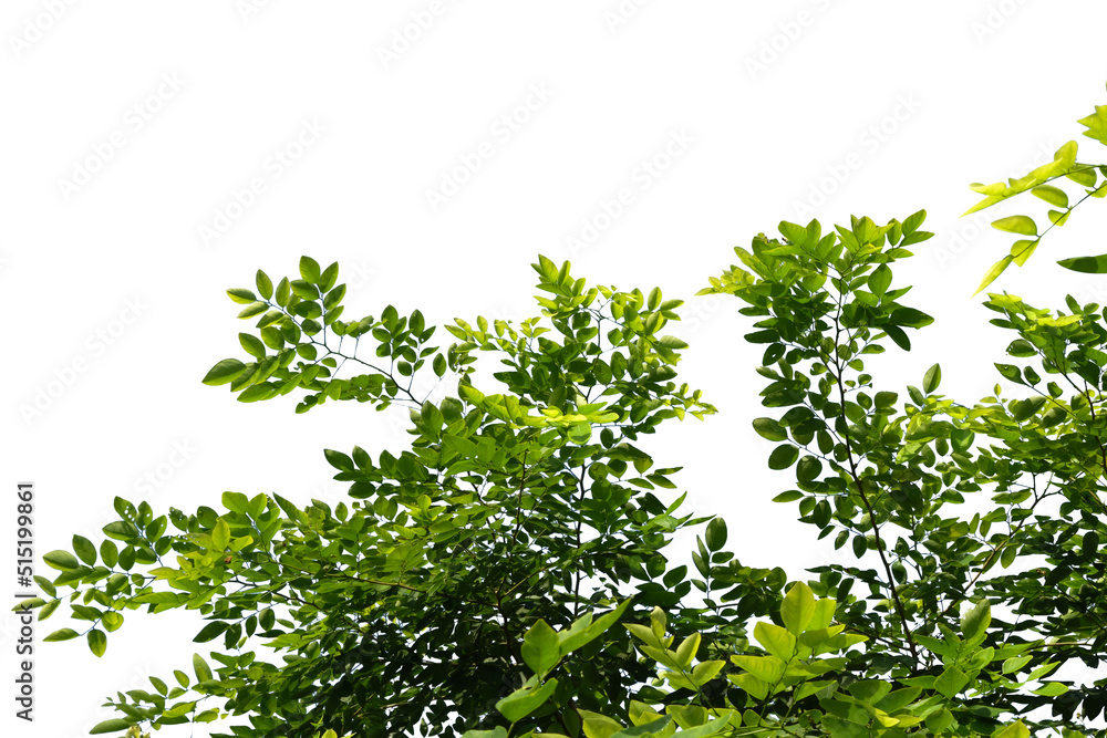 Green tree branch isolated on white background Green tree branch isolated on white background