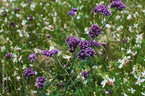 Spring meadow with blossom white and purple flowers close-up