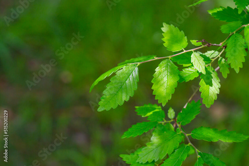 A species of the Zelkova tree, Zelkova serrata, keyaki, Japanese zelkova , Kinme keyaki. Young green yellow leaves in spring. photo