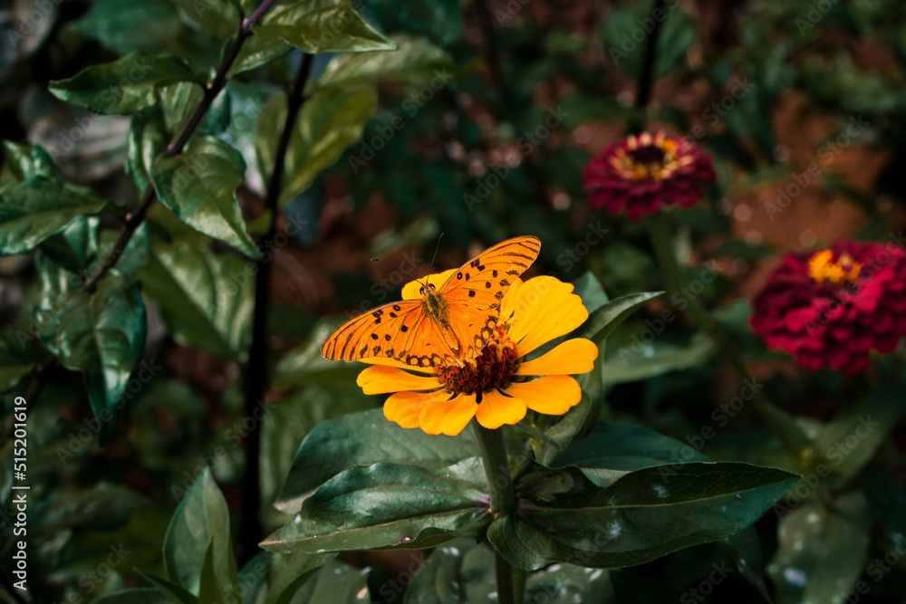 Butterfly pollinating a flower Butterfly pollinating a flower