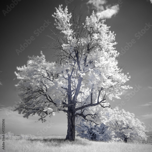 Infrared Photography (ID: 515201616)
