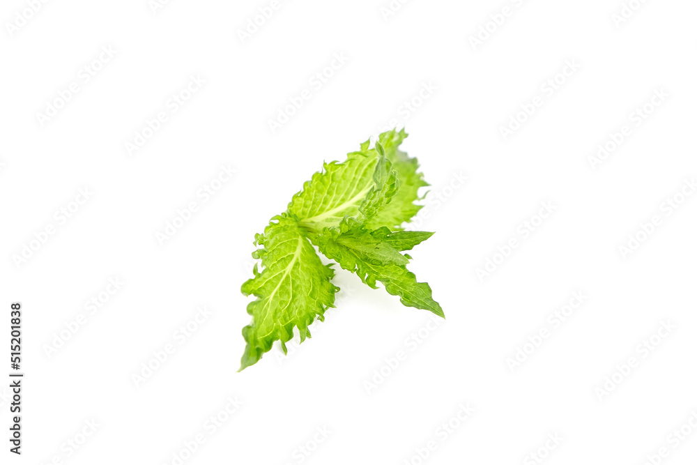 Fresh mint leaves isolated on white background. Green curly mint Fresh mint leaves isolated on white background. Green curly mint