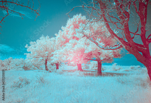 Infrared Photography (ID: 515201809)