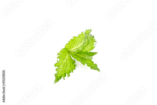 Fresh mint leaves isolated on white background. Green curly mint