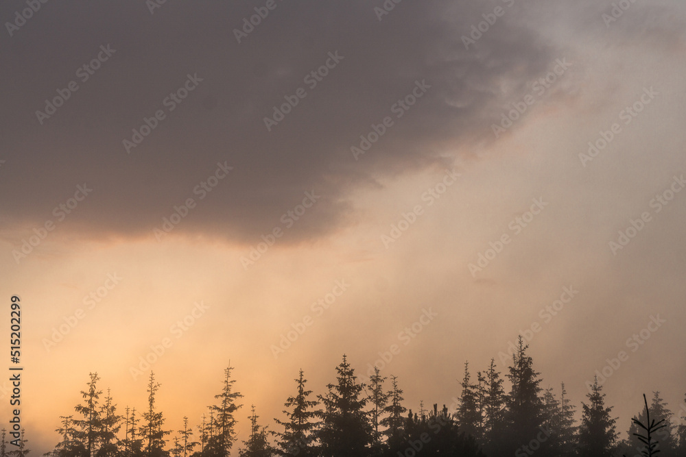 Cloudy sunset in the forest Cloudy sunset in the forest