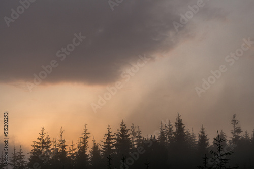 Fototapeta Naklejka Na Ścianę i Meble -  Cloudy sunset in the forest