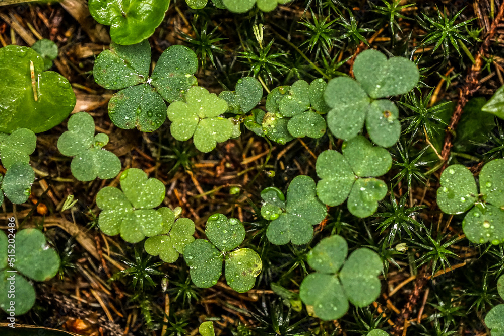 Drops on the plants in Carpathian forest Drops on the plants in Carpathian forest
