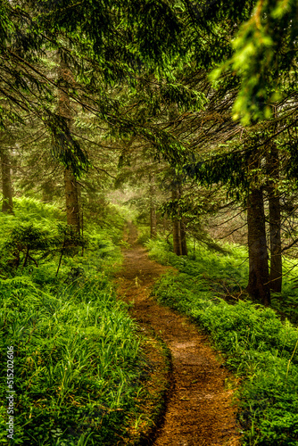 Carpathian forest