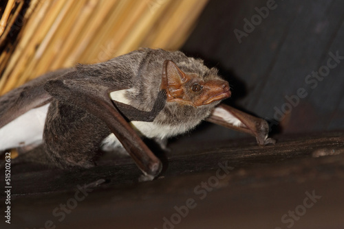 Mauritius-Grabfledermaus   Mauritian tomb bat   Taphozous mauritianus