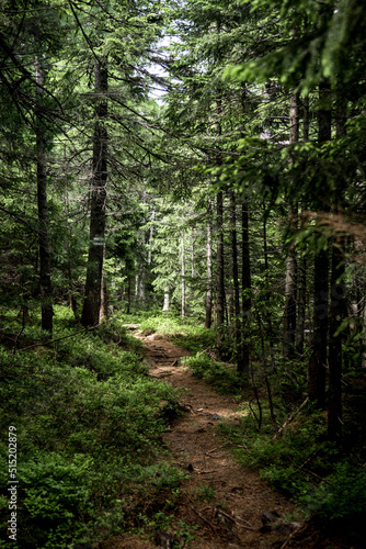 Carpathian forest © Julia