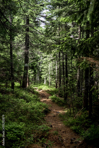 Carpathian forest