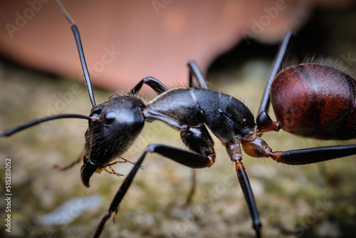 Giant Forest Ant Dinomyrmex gigas macro photo © John Triumfante