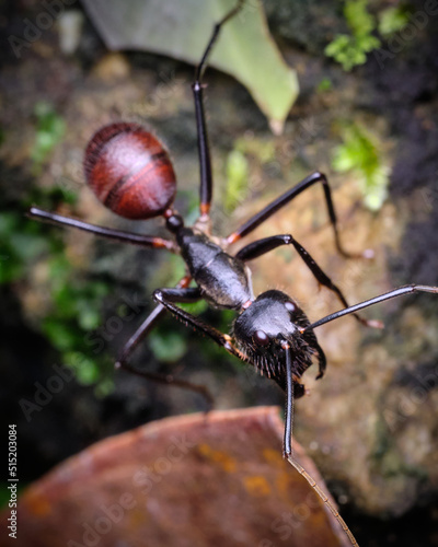Giant Forest Ant Dinomyrmex gigas macro photo © John Triumfante