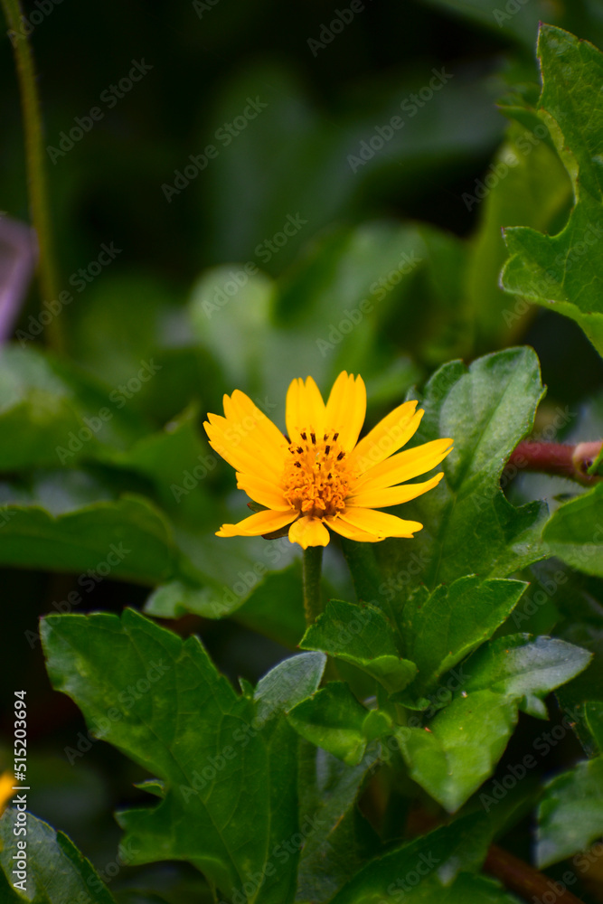 A beautiful yellow flower and blur background A beautiful yellow flower and blur background