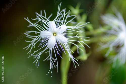 Trichosanthes is a genus of tropical and subtropical vines. They belong to the cucumber family and are closely related to Gymnopetalum