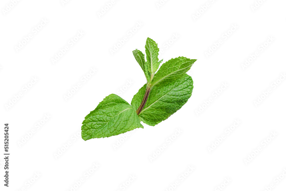 Fresh mint leaves isolated on white background. Fresh mint leaves isolated on white background.