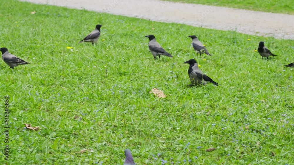 Flock Of Hooded Crow Birds On Green Meadows At Springtime. Closeup Shot Flock Of Hooded Crow Birds On Green Meadows At Springtime. Closeup Shot