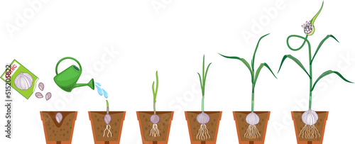 Life cycle of garlic plant. Growth stages from seeding to harvesting bulb crops. Garlic plant with root system in flower pot isolated on white background
