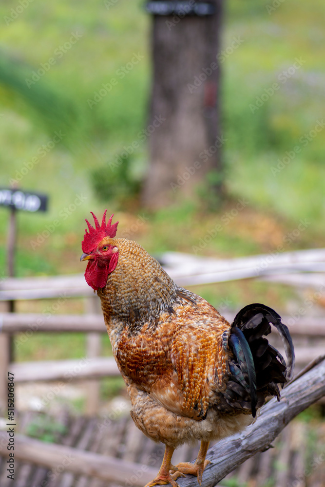 Stockfoto Rooster Or Cock Is A Term For An Adult Male Bird And A Stockfoto Rooster Or Cock Is A Term For An Adult Male Bird And A