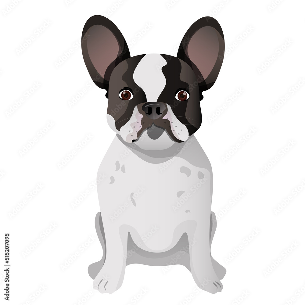 Fototapeta premium White and black french bulldog sitting