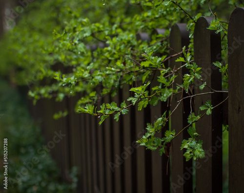 Spring tree leaves with raindrops behind the brown wooden fence