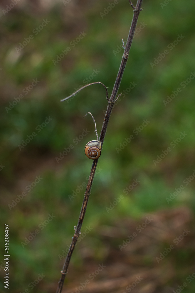 snail on the branch snail on the branch
