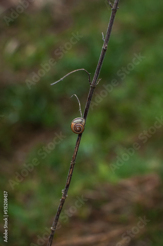 snail on the branch