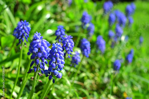 A blue Muscari Botryoides flower in a garden with a blurred background. Close-up view of a beautiful grape hyacinth plant in nature. Blue flowers with long green leaves in the backyard.