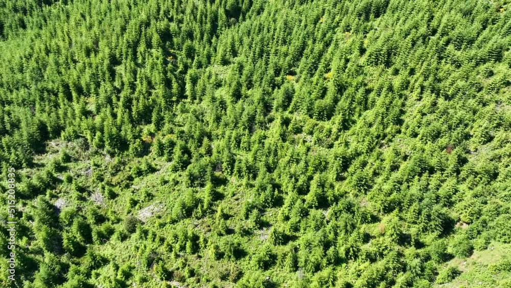 Trees are regrowing after having been clear cut for timber. Over 85% of Oregon's forests are made up of coniferous trees, primarily Douglas-fir trees, Ponderosa pines, and other hardwood species. Trees are regrowing after having been clear cut for timber. Over 85% of Oregon's forests are made up of coniferous trees, primarily Douglas-fir trees, Ponderosa pines, and other hardwood species.