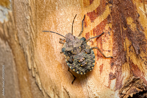 close-up view of a brown marmorated stink bug - Halyomorpha halys  photo
