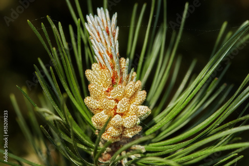 Closeup of a pine tree branch isolated on a black background. Unique plant growing in a dark evergreen boreal forest with copy space. Coniferous timber with fragrant thin green needles in Denmark