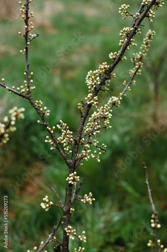 Blackthorn flower buds in spring on green meadow