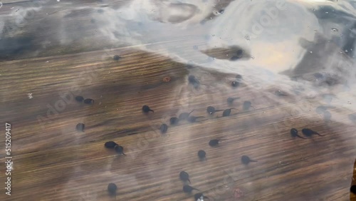 Many small frog tadpoles swim in the water near the shore of the lake photo