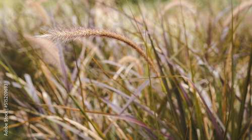 Yellow reed field with bright natural background during sunset. Selective soft focus of dry grass  blowing in the wind.